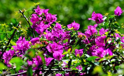 NATURA Violette siciliane in un tipico giardino in estate. Fotografie di Giulio Azzarello &copy;2014.