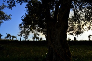 FIUMARA D ARTE fotografie di Giulio Azzarello &copy;2019.