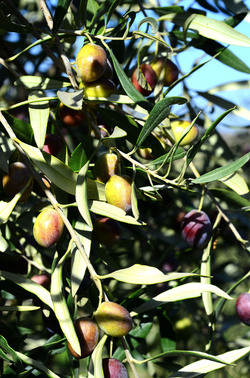 ULIVETO in autunno. Fotografie di Giulio Azzarello ©2014. ULIVETO in autunno. Fotografie di Giulio Azzarello ©2014.