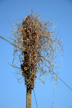 GRANDE NIDO spontaneo in campagna. Fotografie di Giulio Azzarello &copy;2014.