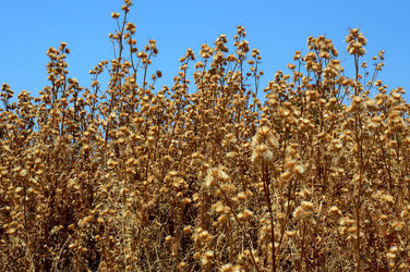 SEGESTA in Sicilia sito archeologico. Fotografie di Giulio Azzarello ©2014.