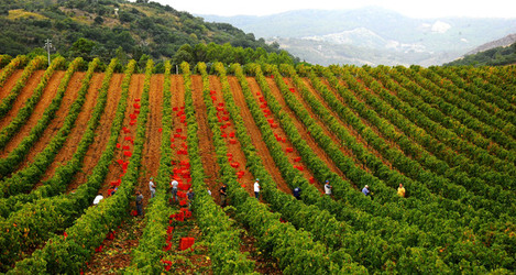 VENDEMMIA di AUTUNNO a S.Cristina Gela in Sicilia. Fotografie di Giulio Azzarello &copy;2016.
