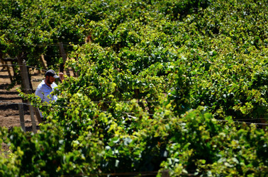 GORGHI TONDI oasi di vigneti e piante Mazzara del Vallo in Sicilia. Foto di Giulio Azzarello ©2016. GORGHI TONDI oasi di vigneti e piante Mazzara del Vallo in Sicilia. Foto di Giulio Azzarello ©2016.