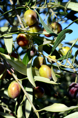 ULIVETO in autunno. Fotografie di Giulio Azzarello ©2014. ULIVETO in autunno. Fotografie di Giulio Azzarello ©2014.