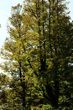 GIARDINI della BIENNALE a Venezia. Foto di Giulio Azzarello &copy;2015 2016.