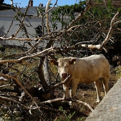 BESTIE. Fotografie di Giulio Azzarello ©2022. BESTIE. Fotografie di Giulio Azzarello ©2022.