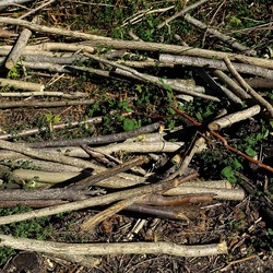 RAMI E ROVI. Fotografie di Giulio Azzarello ©2023. RAMI E ROVI. Fotografie di Giulio Azzarello ©2023.