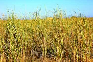 CANNETI in SICILIA. Fotografie di Giulio Azzarello &copy;2016.