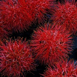 ORTO BOTANICO di PALERMO. Fotografie di Giulio Azzarello ©2019.