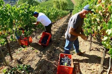 VENDEMMIA a S.Cristina Gela i coltivatori. Fotografie di Giulio Azzarello ©2016. VENDEMMIA a S.Cristina Gela i coltivatori. Fotografie di Giulio Azzarello ©2016.