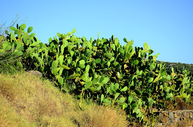 ISOLA DI USTICA la natura. Fotografie di Giulio Azzarello &copy;2016.