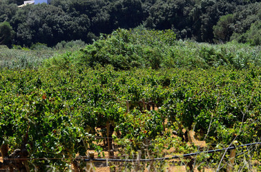 GORGHI TONDI oasi di vigneti e piante Mazzara del Vallo in Sicilia. Foto di Giulio Azzarello ©2016. GORGHI TONDI oasi di vigneti e piante Mazzara del Vallo in Sicilia. Foto di Giulio Azzarello ©2016.