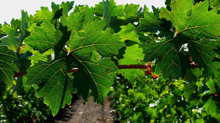 VIGNETO tipico siciliano a Salemi panoramiche e particolari. Fotografie di Giulio Azzarello &copy;2014.