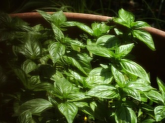 HABITAT NATURA in campagna. Fotografie di Giulio Azzarello ©2015 2016. HABITAT NATURA in campagna. Fotografie di Giulio Azzarello ©2015 2016.
