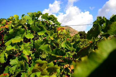 VENDEMMIA di AUTUNNO a S.Cristina Gela in Sicilia. Fotografie di Giulio Azzarello &copy;2016.