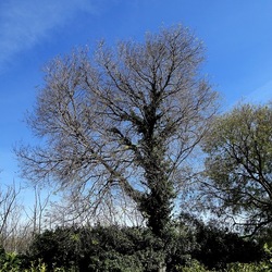 PIANTE. Fotografie di Giulio Azzarello &copy;2022.