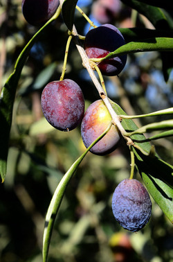 ULIVETO in autunno. Fotografie di Giulio Azzarello ©2014. ULIVETO in autunno. Fotografie di Giulio Azzarello ©2014.