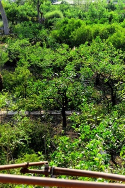 POTATURA fotografie di Giulio Azzarello ©2021. POTATURA fotografie di Giulio Azzarello ©2021.