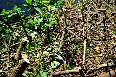 HABITAT NATURA in campagna. Fotografie di Giulio Azzarello ©2015 2016. HABITAT NATURA in campagna. Fotografie di Giulio Azzarello ©2015 2016.