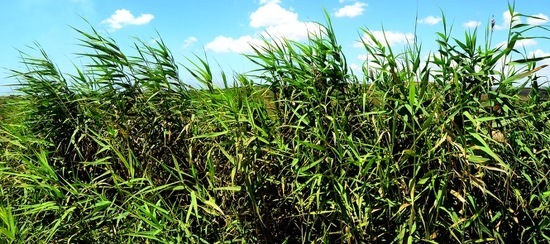 SELINUNTE sito archeologico. Fotografie di Giulio Azzarello ©2018. SELINUNTE sito archeologico. Fotografie di Giulio Azzarello ©2018.