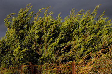 LUIGI PIRANDELLO il parco e la casa museo. Fotografie di Giulio Azzarello ©2014.