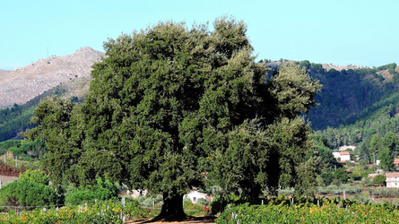 VENDEMMIA di AUTUNNO a S.Cristina Gela in Sicilia. Fotografie di Giulio Azzarello &copy;2016.