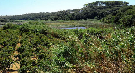 GORGHI TONDI oasi di vigneti e piante Mazzara del Vallo in Sicilia. Foto di Giulio Azzarello ©2016. GORGHI TONDI oasi di vigneti e piante Mazzara del Vallo in Sicilia. Foto di Giulio Azzarello ©2016.