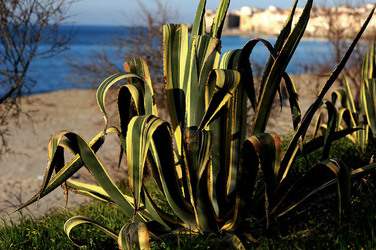 AGAVE selvatica sul mare in Sicilia a Cefalù. Fotografie di Giulio Azzarello ©2014. AGAVE selvatica sul mare in Sicilia a Cefalù. Fotografie di Giulio Azzarello ©2014.