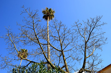 MACCHIA MEDITERRANEA in Sicilia. Fotografie di Giulio Azzarello &copy;2106.