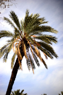 VILLA BONANNO a Palermo. Fotografie di Giulio Azzarello &copy;2016.