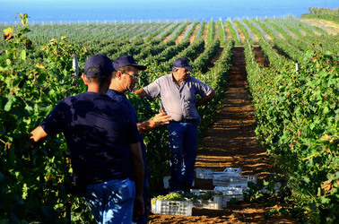 VENDEMMIA a Mazzara del Vallo in Sicilia con i contadini. Fotografie di Giulio Azzarello ©2016. VENDEMMIA a Mazzara del Vallo in Sicilia con i contadini. Fotografie di Giulio Azzarello ©2016.