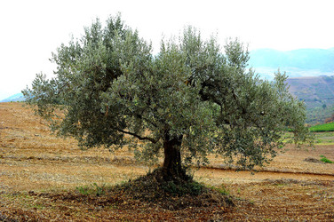 CAMPAGNA SICILIANA. Fotografie di Giulio Azzarello &copy;2016.