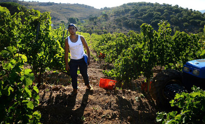 VENDEMMIA a S.Cristina Gela i coltivatori. Fotografie di Giulio Azzarello ©2016. VENDEMMIA a S.Cristina Gela i coltivatori. Fotografie di Giulio Azzarello ©2016.