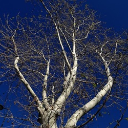 ALBERI. Fotografie di Giulio Azzarello &copy;2024.