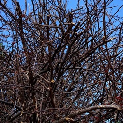 PIANTE. Fotografie di Giulio Azzarello ©2022. PIANTE. Fotografie di Giulio Azzarello ©2022.