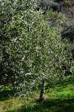 ULIVETO in autunno. Fotografie di Giulio Azzarello ©2014. ULIVETO in autunno. Fotografie di Giulio Azzarello ©2014.