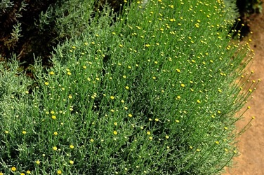 ORTO BOTANICO di Palermo nel maggio 2018. Fotografie di Giulio Azzarello &copy;2018.