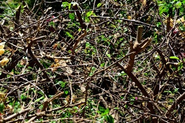 HABITAT NATURA in campagna. Fotografie di Giulio Azzarello ©2015 2016. HABITAT NATURA in campagna. Fotografie di Giulio Azzarello ©2015 2016.
