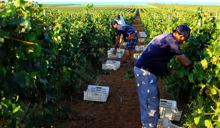 VENDEMMIA a Mazzara del Vallo in Sicilia con i contadini. Fotografie di Giulio Azzarello ©2016. VENDEMMIA a Mazzara del Vallo in Sicilia con i contadini. Fotografie di Giulio Azzarello ©2016.