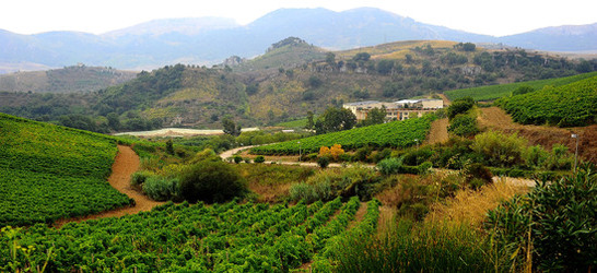 CAMPAGNA SICILIANA. Fotografie di Giulio Azzarello &copy;2016.