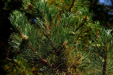 IL PARCO DELLE MADONIE da Polizzi Generosa in Sicilia. Fotografie di Giulio Azzarello &copy;2014.