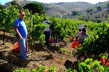 VENDEMMIA a S.Cristina Gela i coltivatori. Fotografie di Giulio Azzarello ©2016. VENDEMMIA a S.Cristina Gela i coltivatori. Fotografie di Giulio Azzarello ©2016.