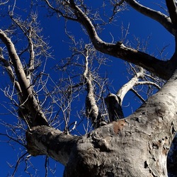 ALBERI. Fotografie di Giulio Azzarello &copy;2024.