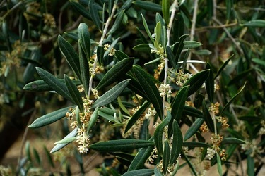 ULIVETO SICILIANO. Fotografie di Giulio Azzarello ©2022.