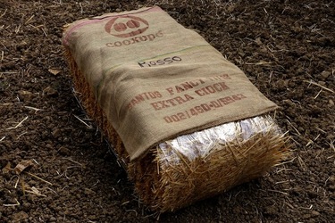 ULIVETO SICILIANO. Fotografie di Giulio Azzarello ©2022.