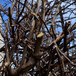 PIANTE. Fotografie di Giulio Azzarello ©2022. PIANTE. Fotografie di Giulio Azzarello ©2022.