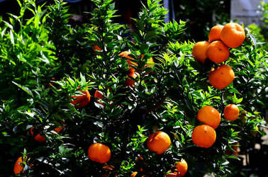 ORTO BOTANICO di Palermo in inverno. Fotografie di Giulio Azzarello &copy;2016.