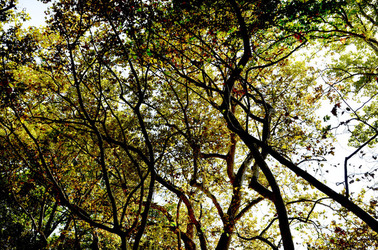 GIARDINI della BIENNALE a Venezia. Foto di Giulio Azzarello &copy;2015 2016.