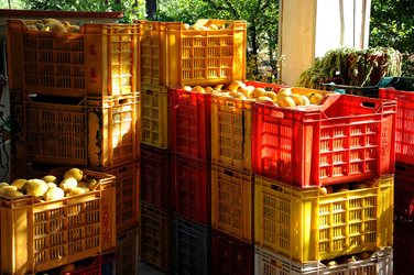 LIMONI di Sicilia coltivati in modo biologico. Fotografie di Giulio Azzarello &copy;2014.