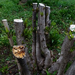 TRONCHI. Fotografie di Giulio Azzarello ©2022.